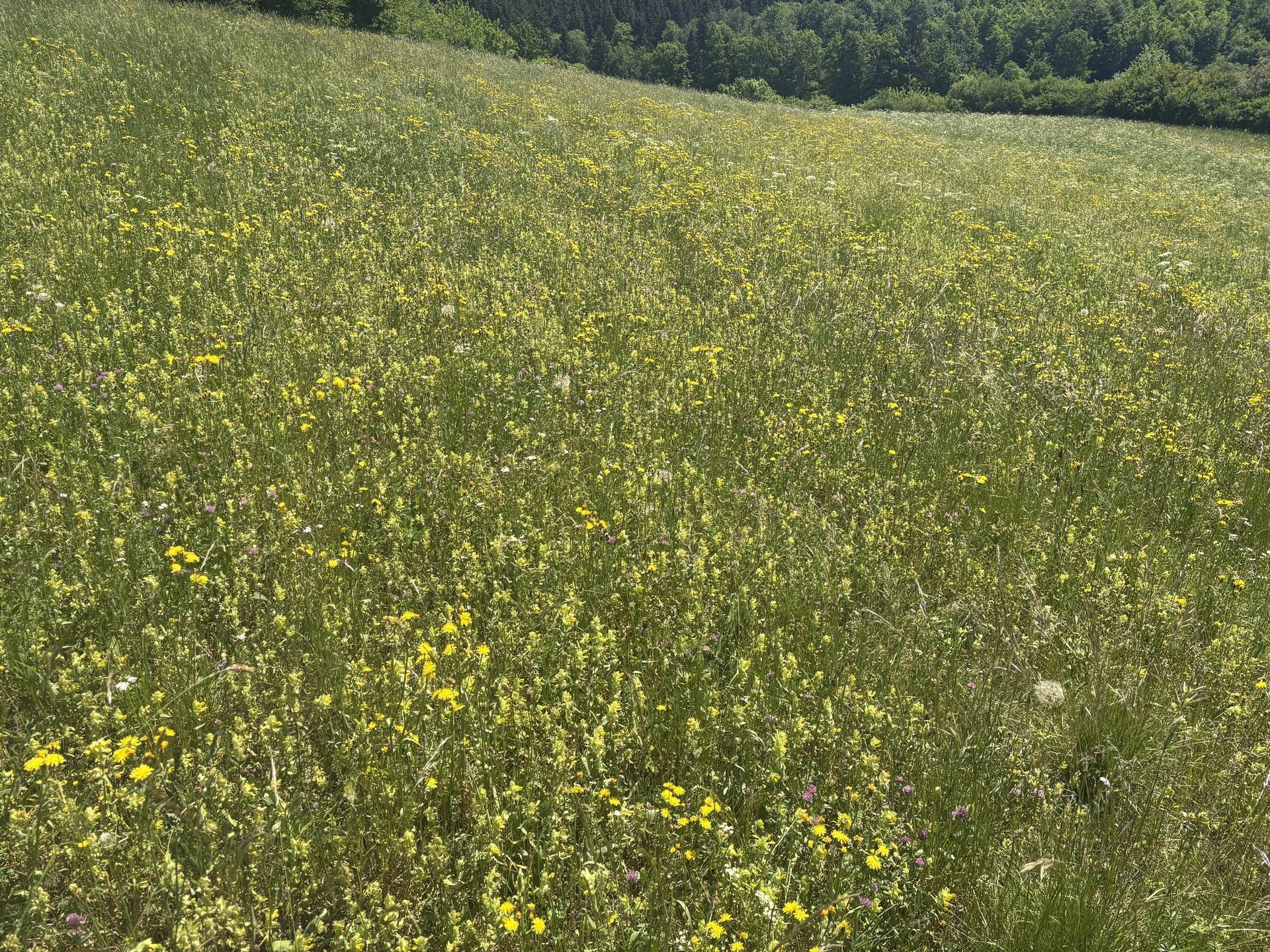 Pilot Project · Gemarkung Bismark · LK Vorpommern-Greifswald · 17.3 ha
